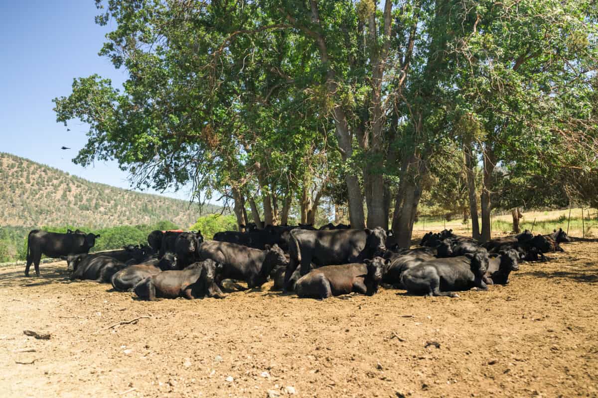 Cattle resting under a tree at Five Marys Ranch