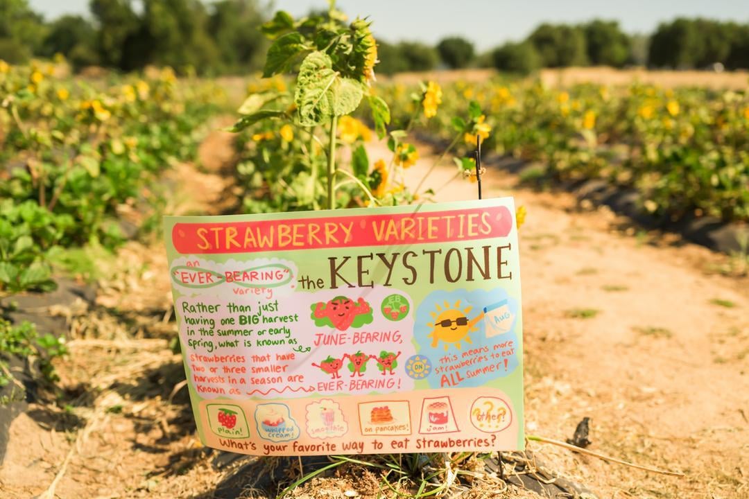 a sign describing the attributes of different strawberry varieties at Granny May's Strawberry Farm 