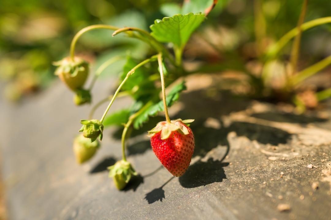 strawberry plants at Granny May's Strawberry Farm 