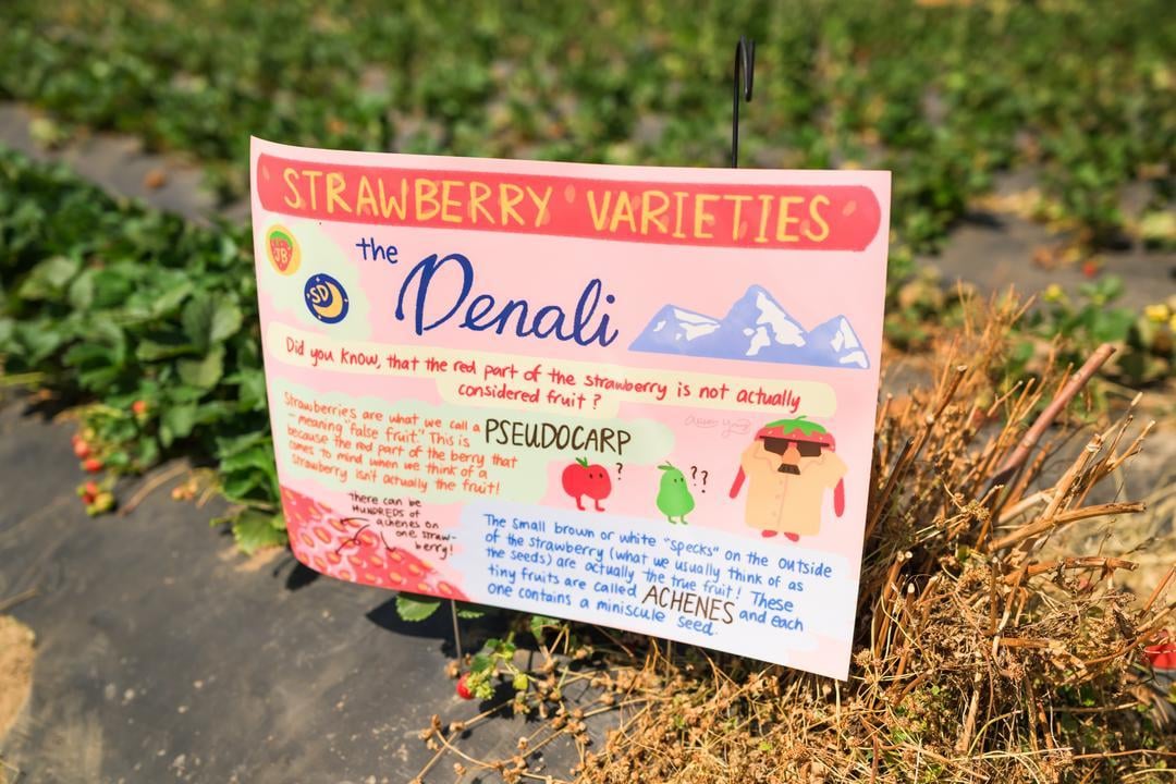 A sign showing strawberry varieties at Granny May's Strawberry Farm 