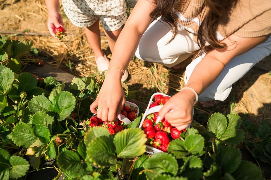 Granny Mays: Make this U-Pick Strawberry Farm a Family Tradition