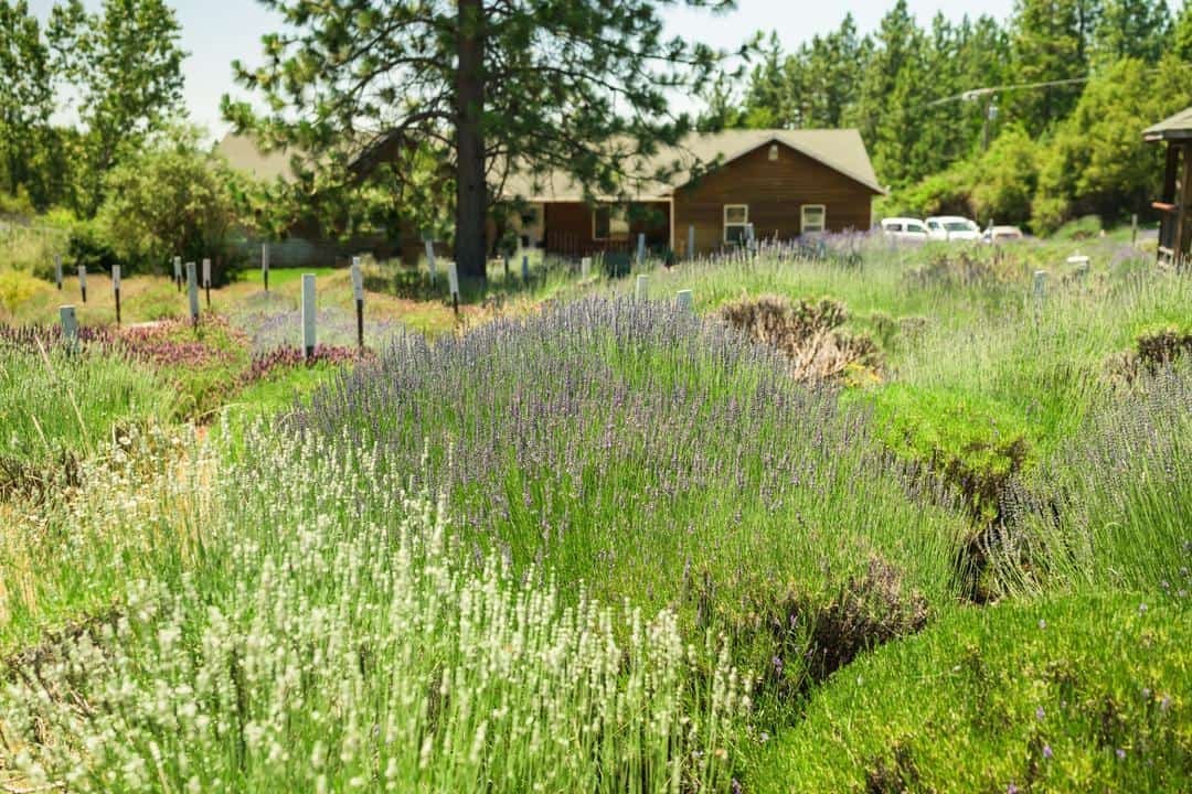 Some of the different lavender colors at Lavineyard Farms
