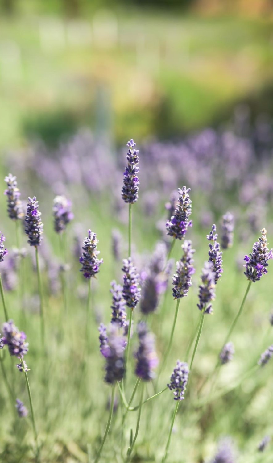 purple lavender