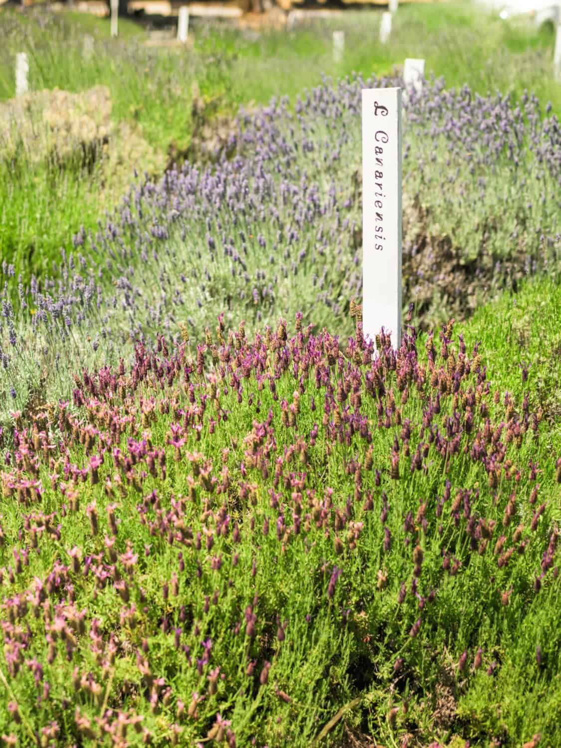 different varieties and colors of lavender at Lavineyard Farms 