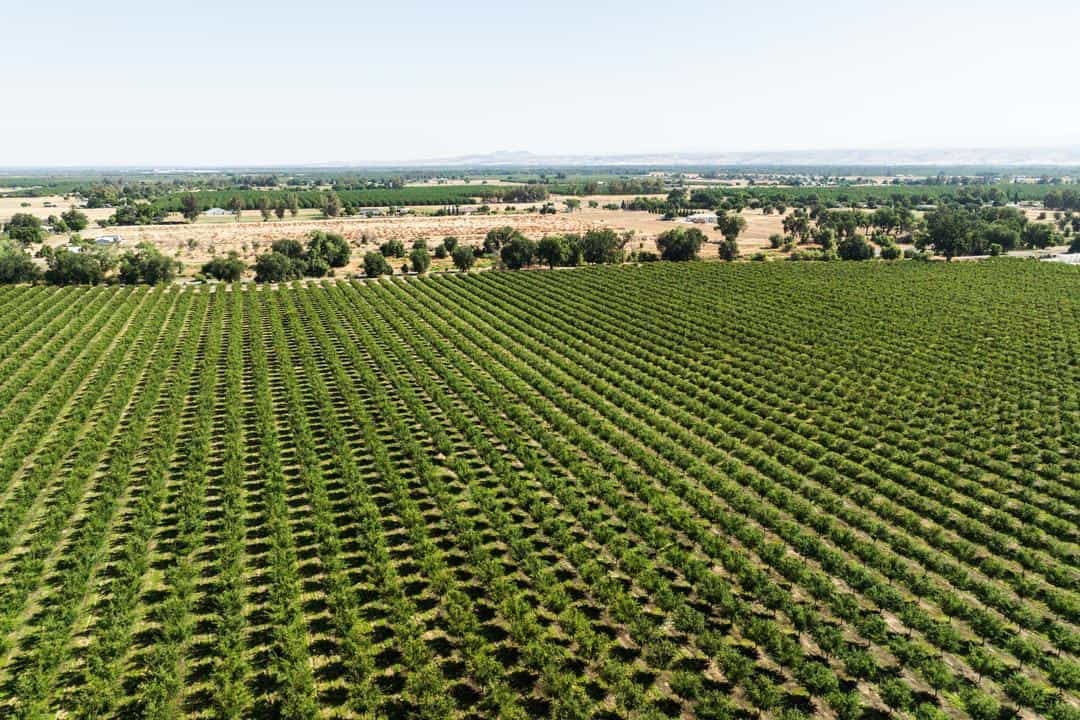 Aerial view of Pacific Farms in Tehama County