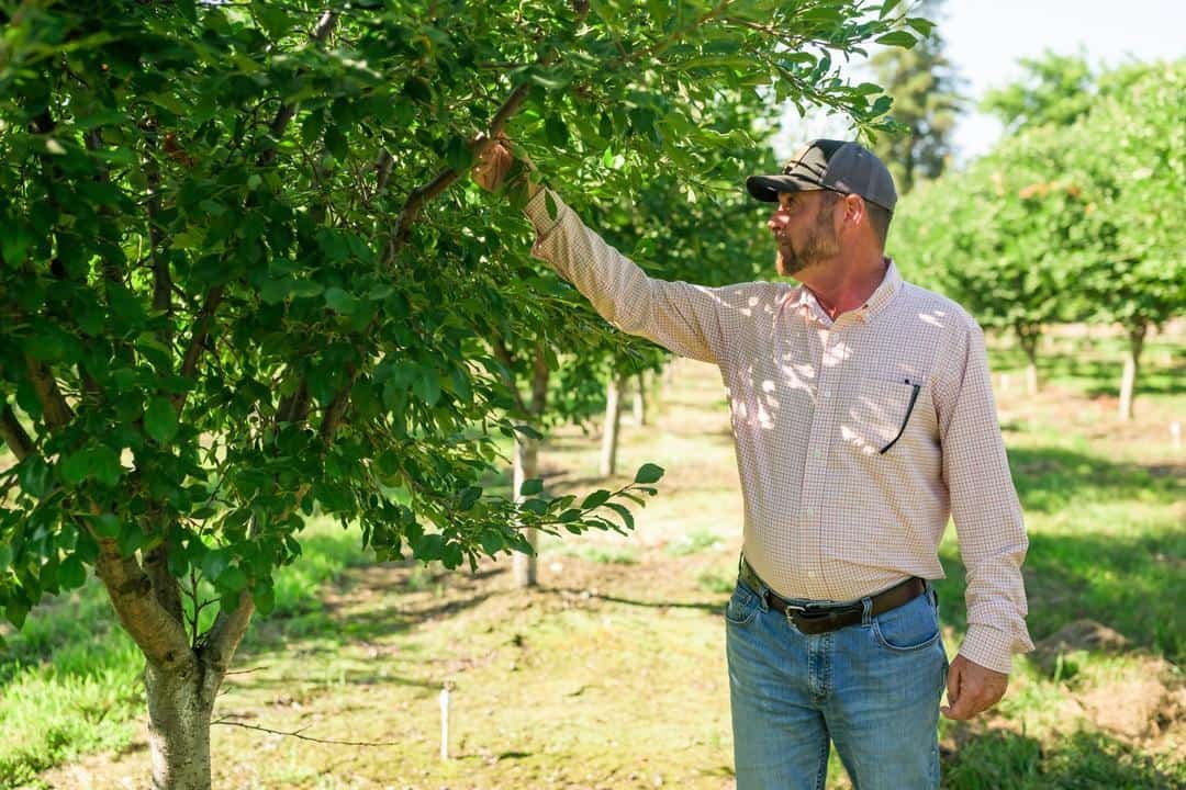 Brendon Flynn in the orchard at Pacific Farms