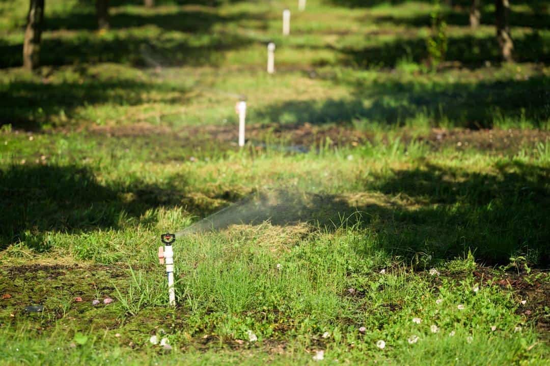 irrigation sprinklers at Pacific Farms
