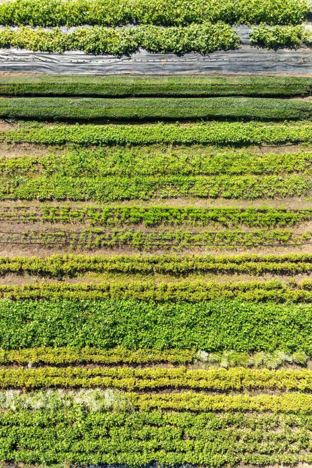 aerial view of the rows at Red Gate Ranch