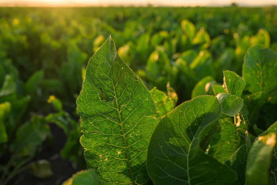 What is Horseradish and How is it Grown?
