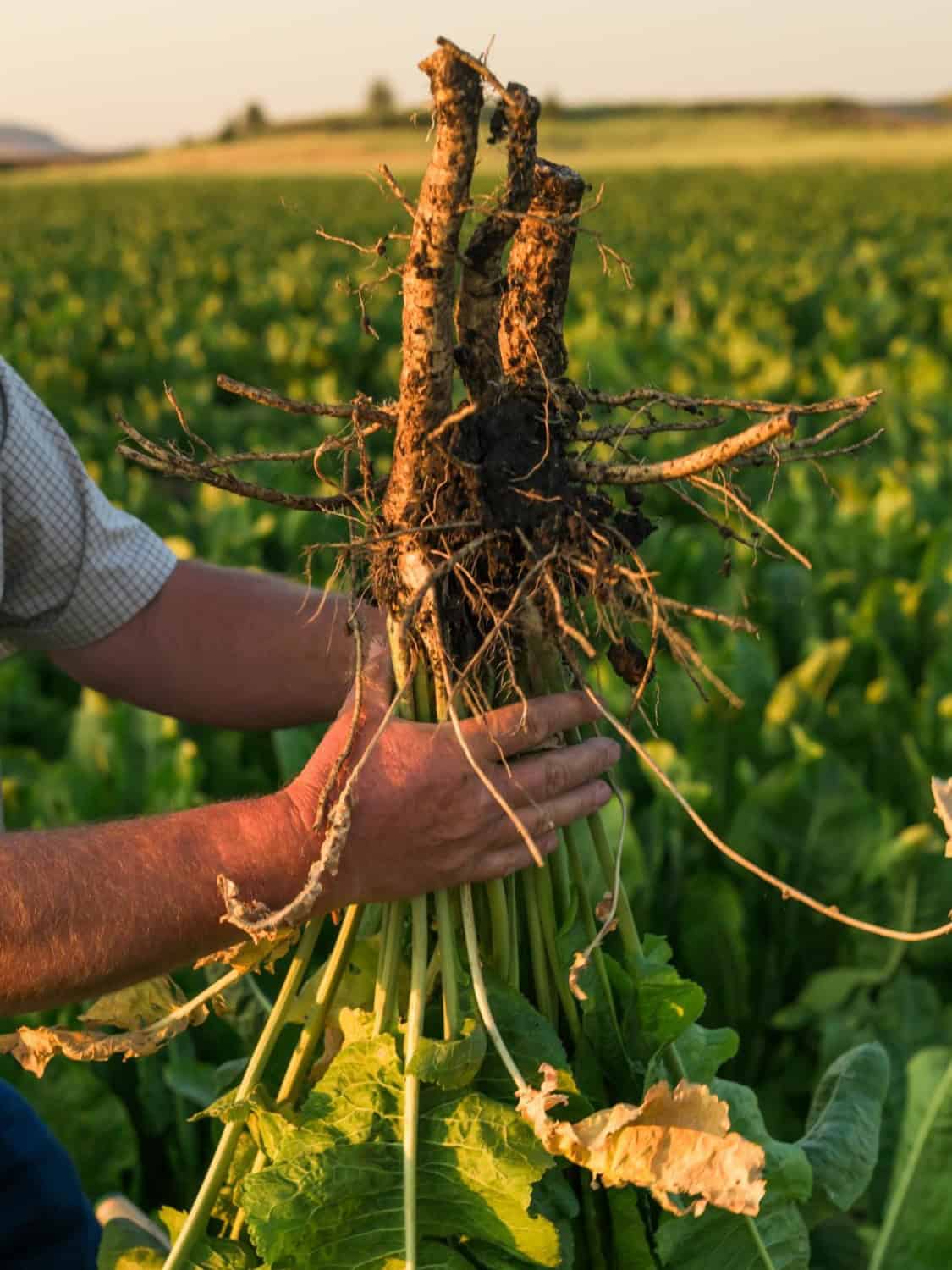 close up of horseradish root