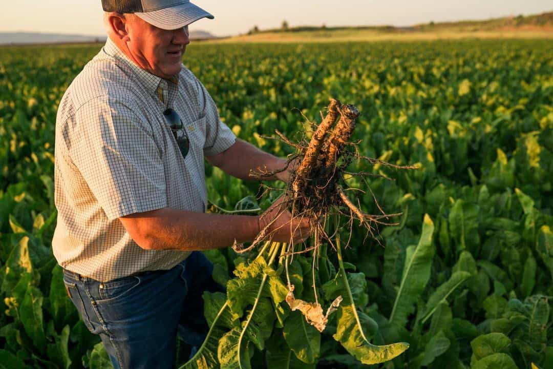 Scott Seus holding a horseradish root at his Tulelake farm 