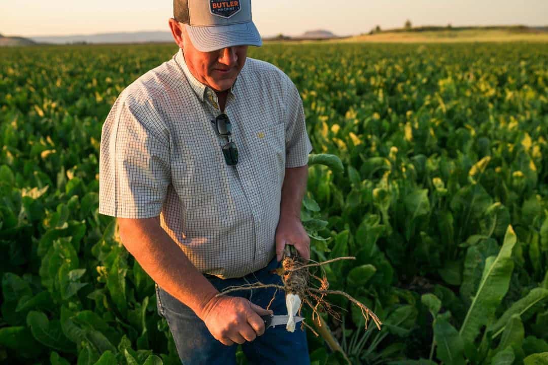 Scott cutting a horseradish root with a knife in his field