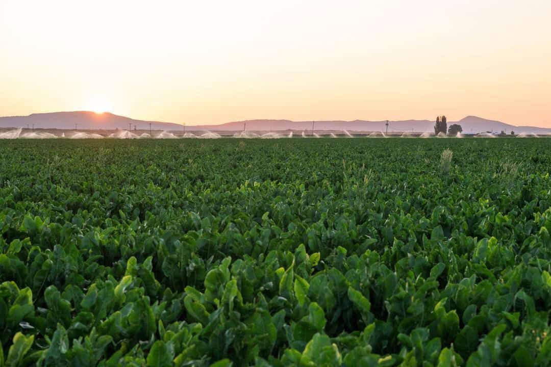 Looking out from Seus Family Farms' horseradish field