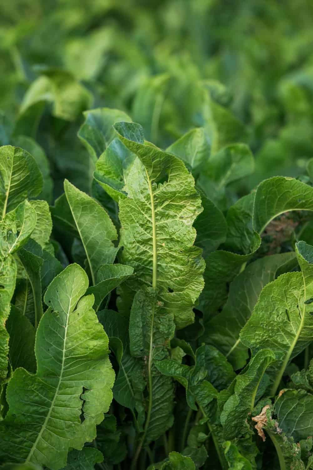 horseradish leaves