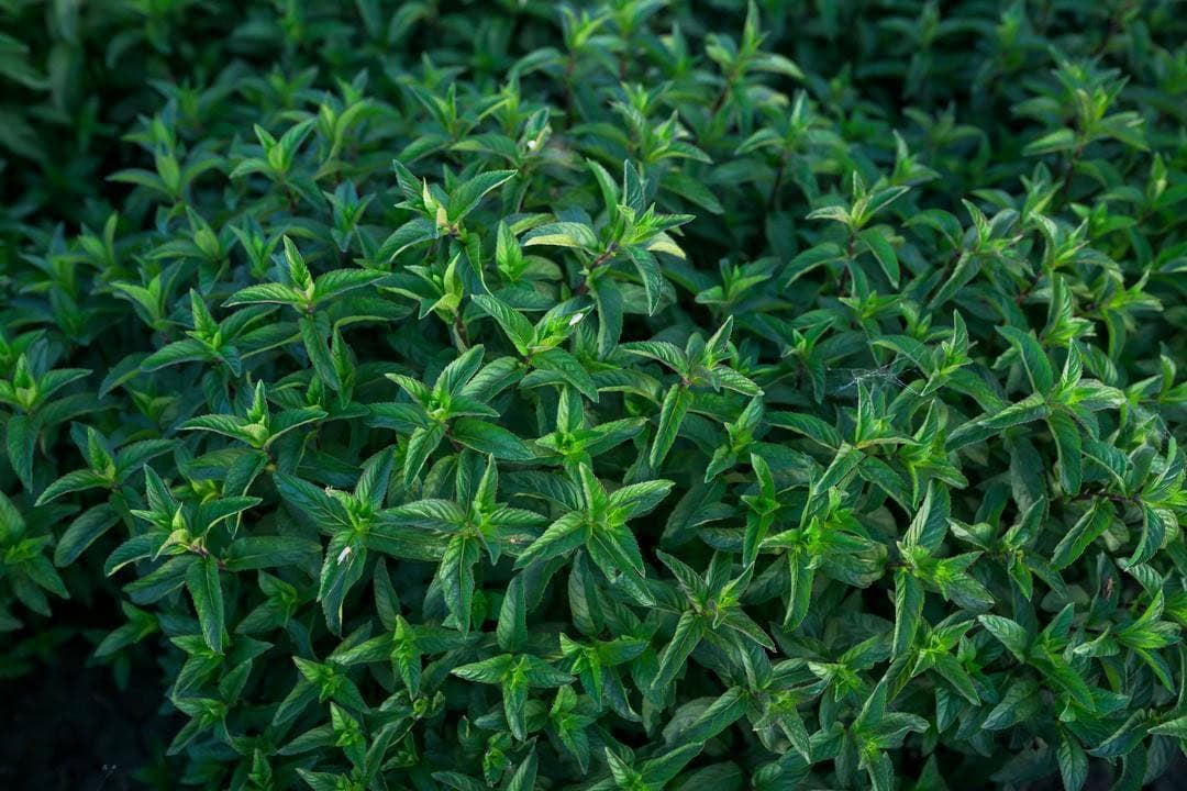mint growing at Seus Farms in Tulelake