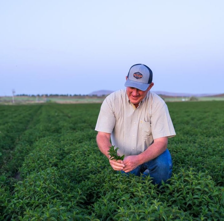 Scott Seus kneeling in a field of mint in Tulelake