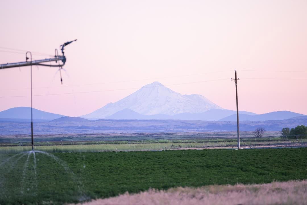 The view of Mount Shasta from Seus Family Farms