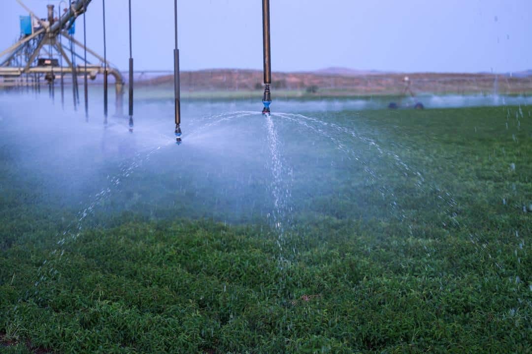irrigation at Seus family farms