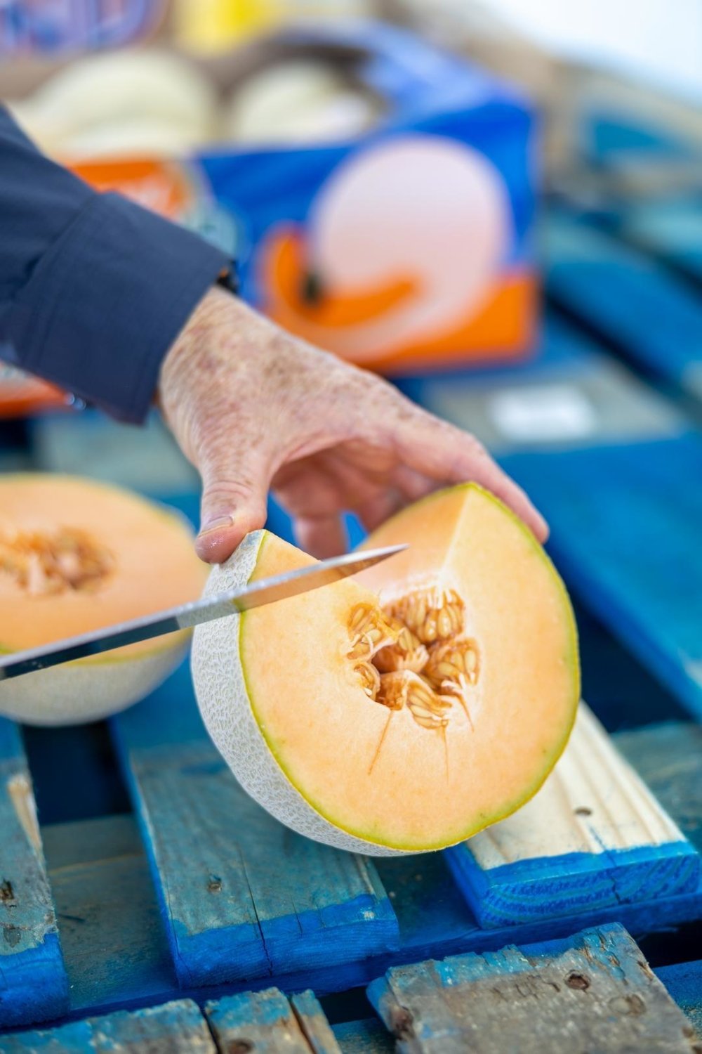 Freshly harvested Cantaloupe is sliced to taste and test for sugar content