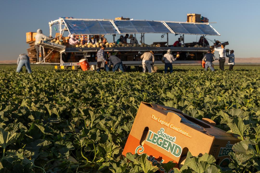 harvest at Legend Produce cantaloupe fields in Cantua Creek, California
