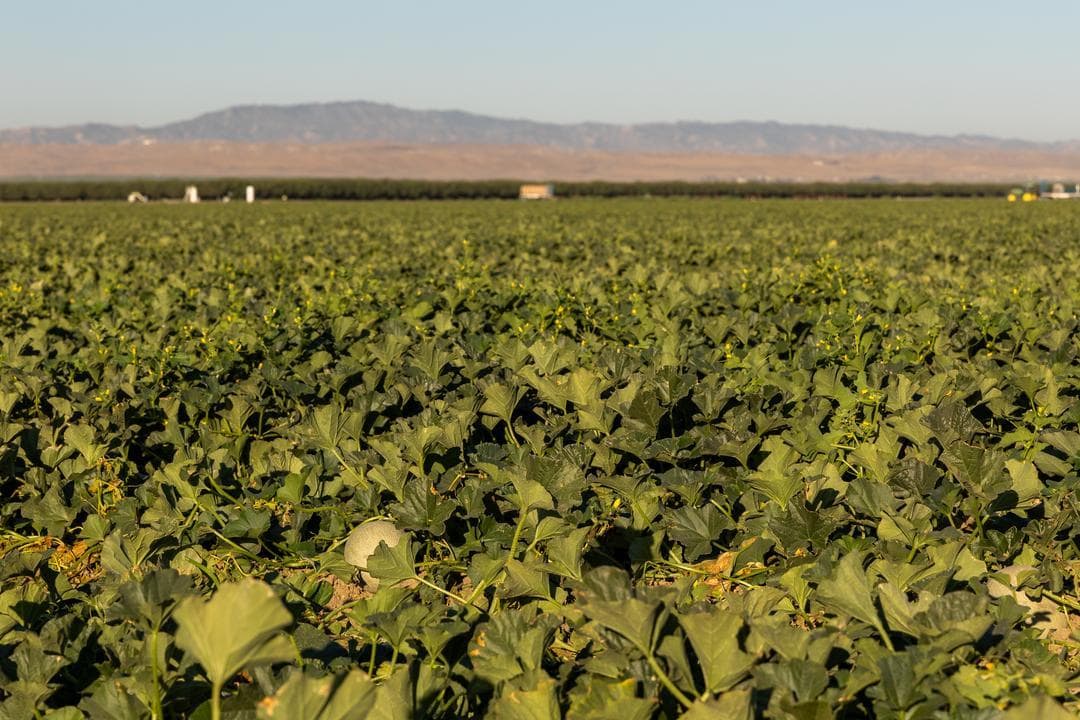 Kiss Melons cantaloupe field in Cantua Creek, California