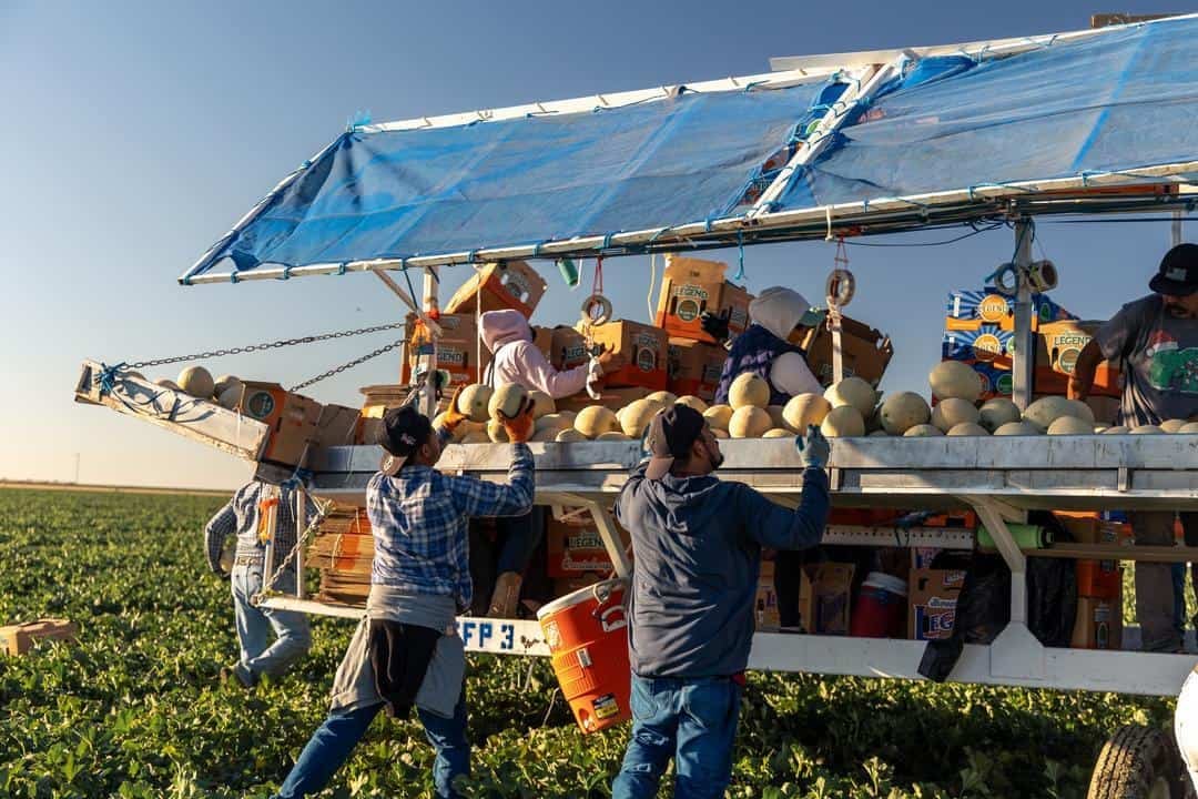Cantaloupe harvest in the Central Valley 
