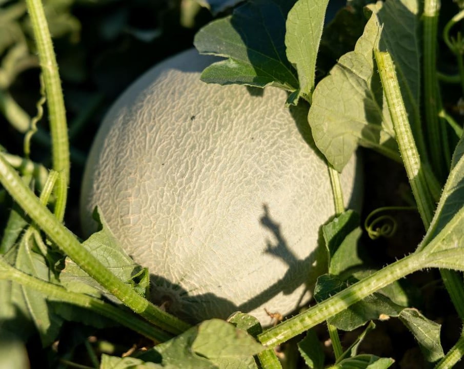 cantaloupe in the field before harvest
