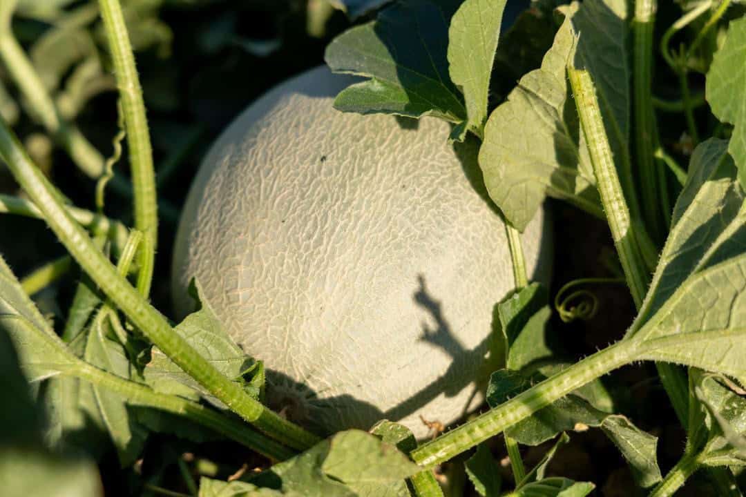 cantaloupe in the field before harvest