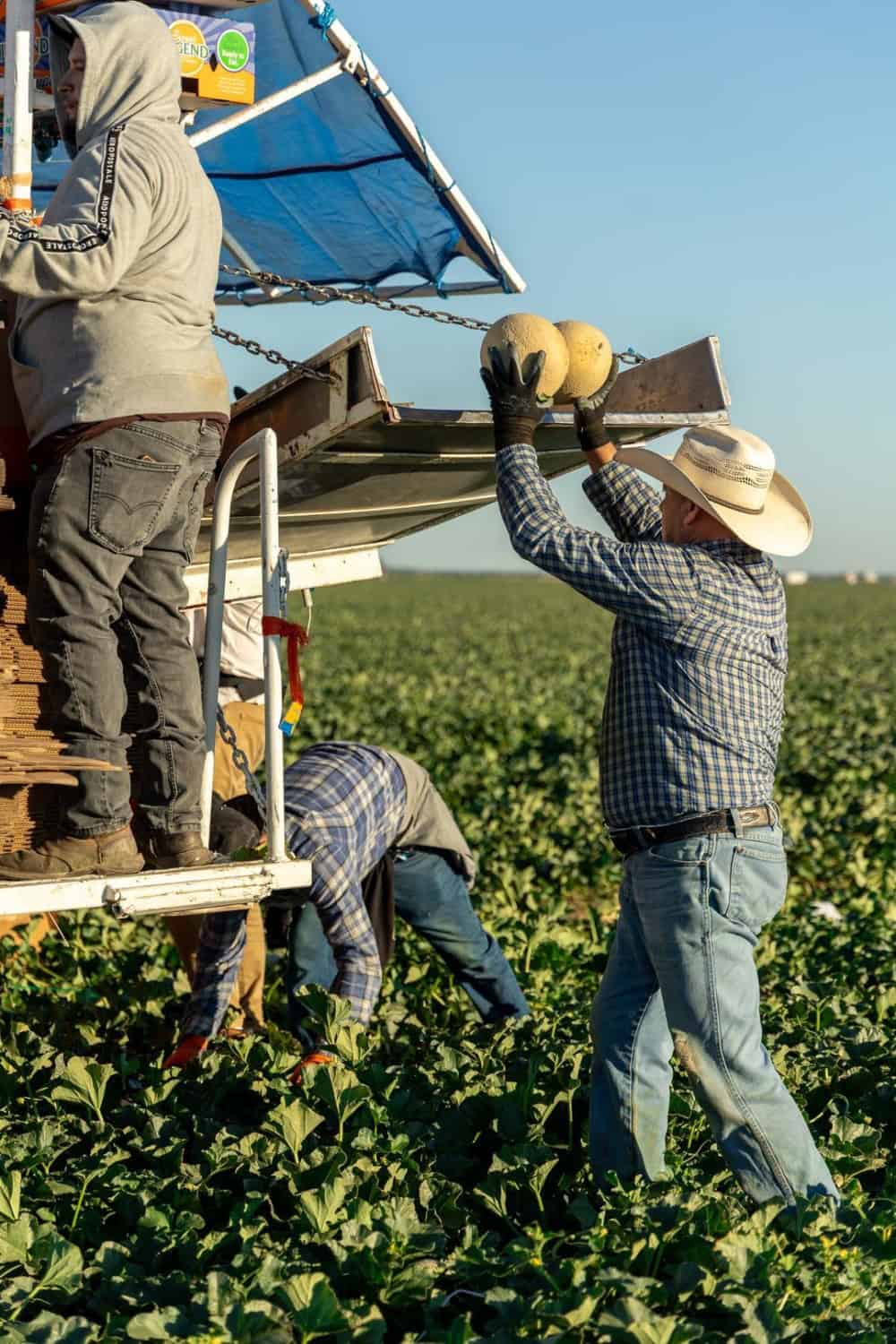 a team loading harvested cantaloupe onto a mobile packing platform 