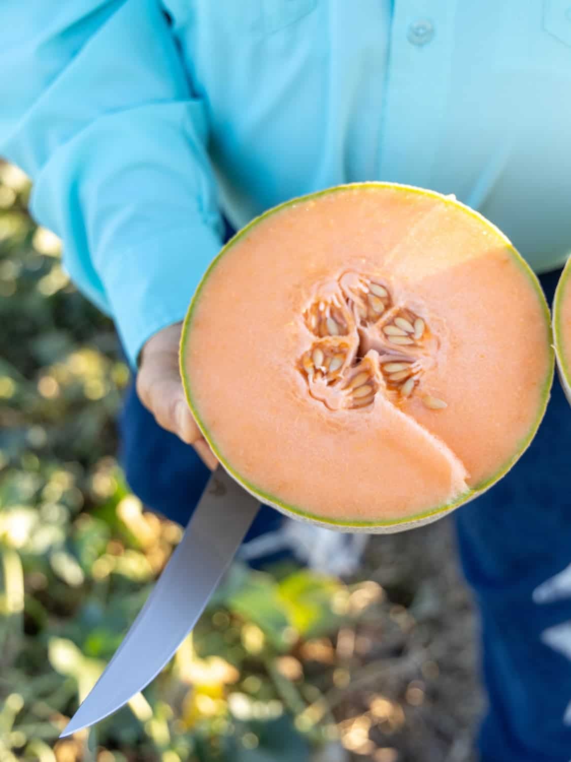 Sugar Kiss melons, one of the four melons in the Kiss Melons family