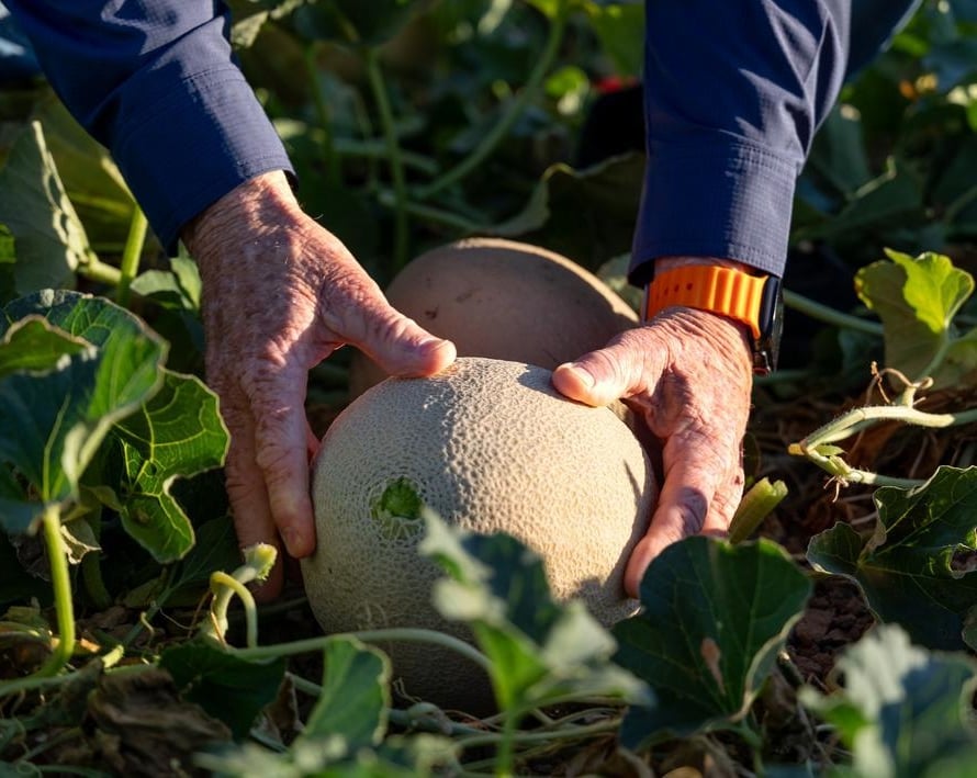 Cantaloupe in the field in Central California