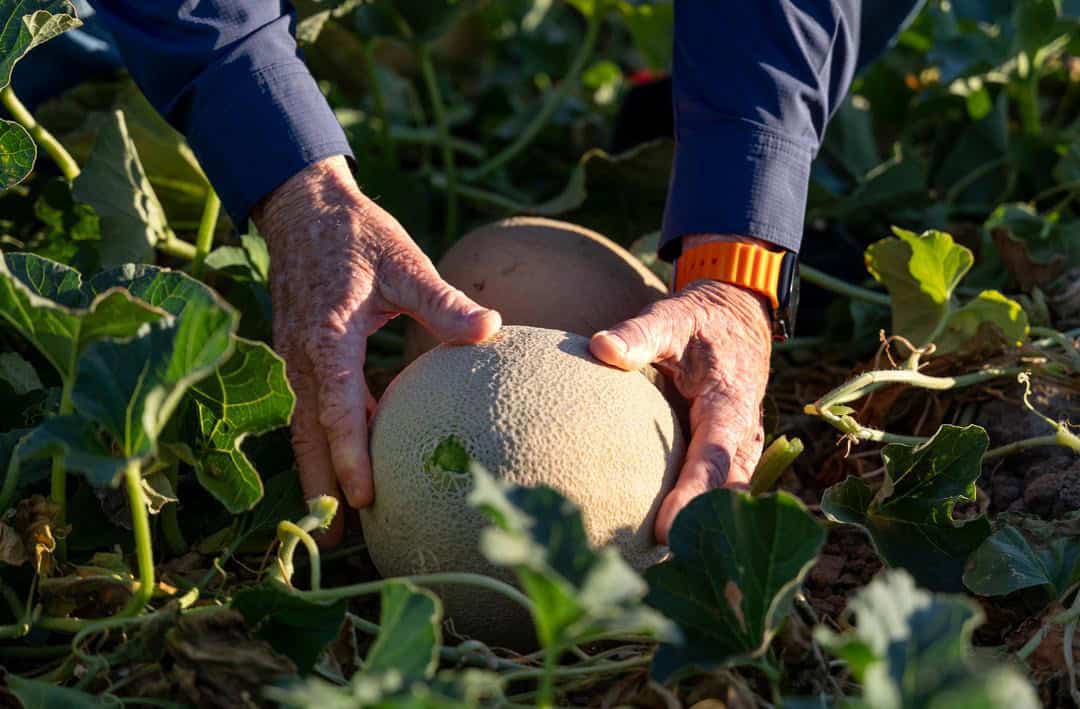 How Cantaloupes Grow in California: From Farm to Table 