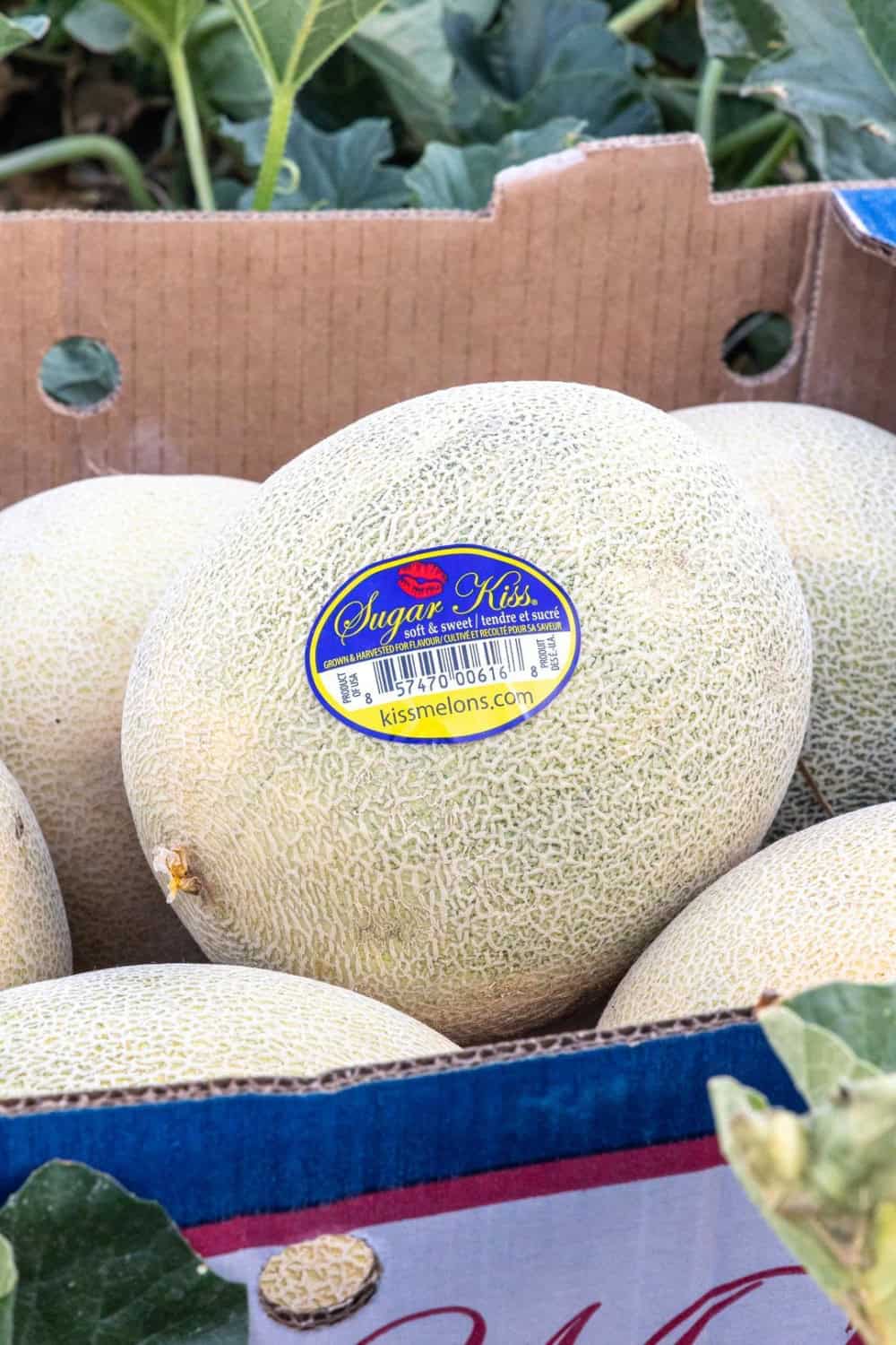 Kiss Melons in a box in the field