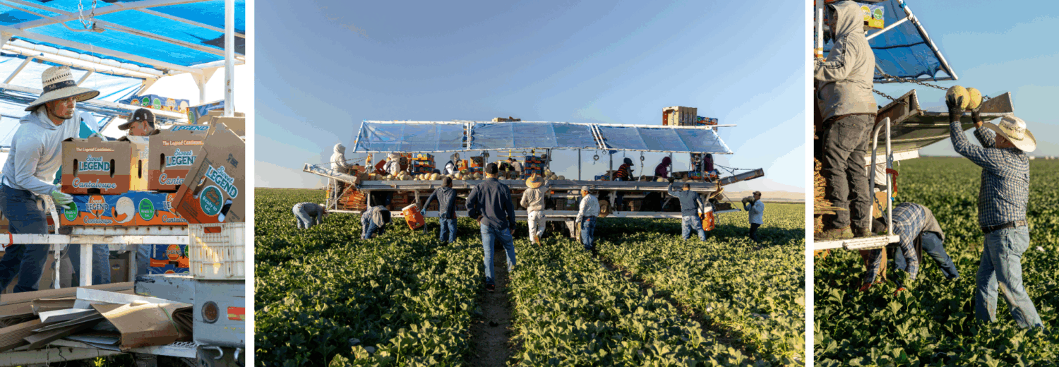 Gallery with images of cantaloupe harvest 