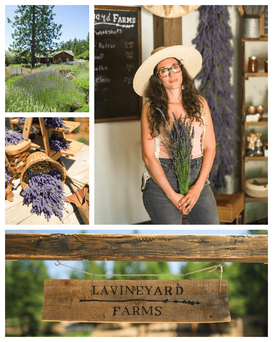 Discover Rare Lavender Varieties at Lavineyard Farms