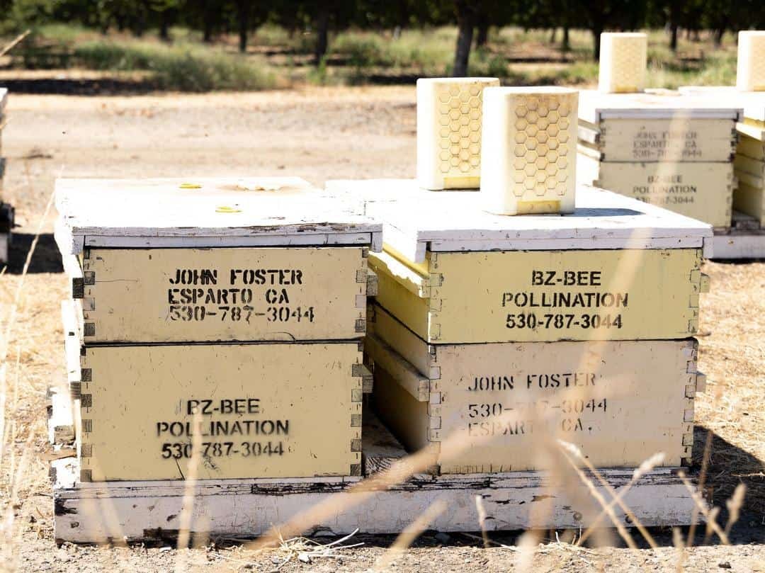 Bee boxes are used for pollination