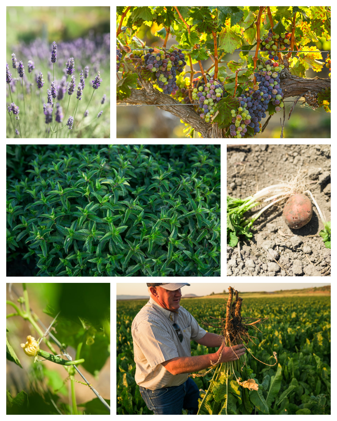 6 Surprising Crops Grown in Far Northern California