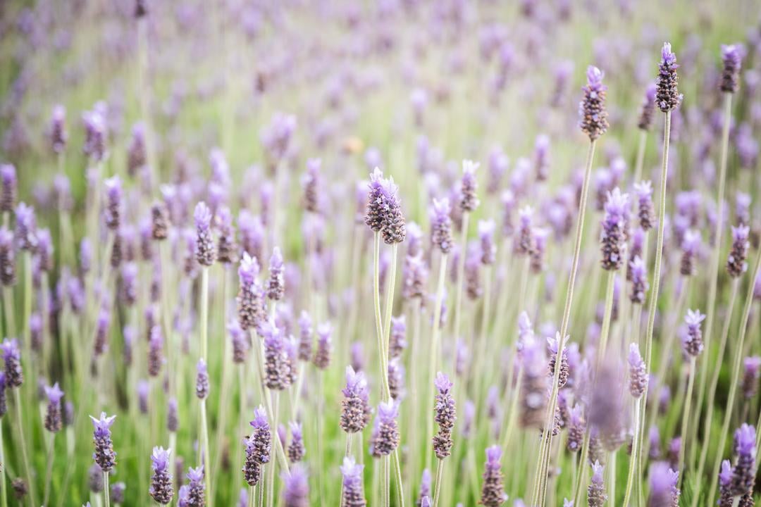 lavender farms in Far Northern California