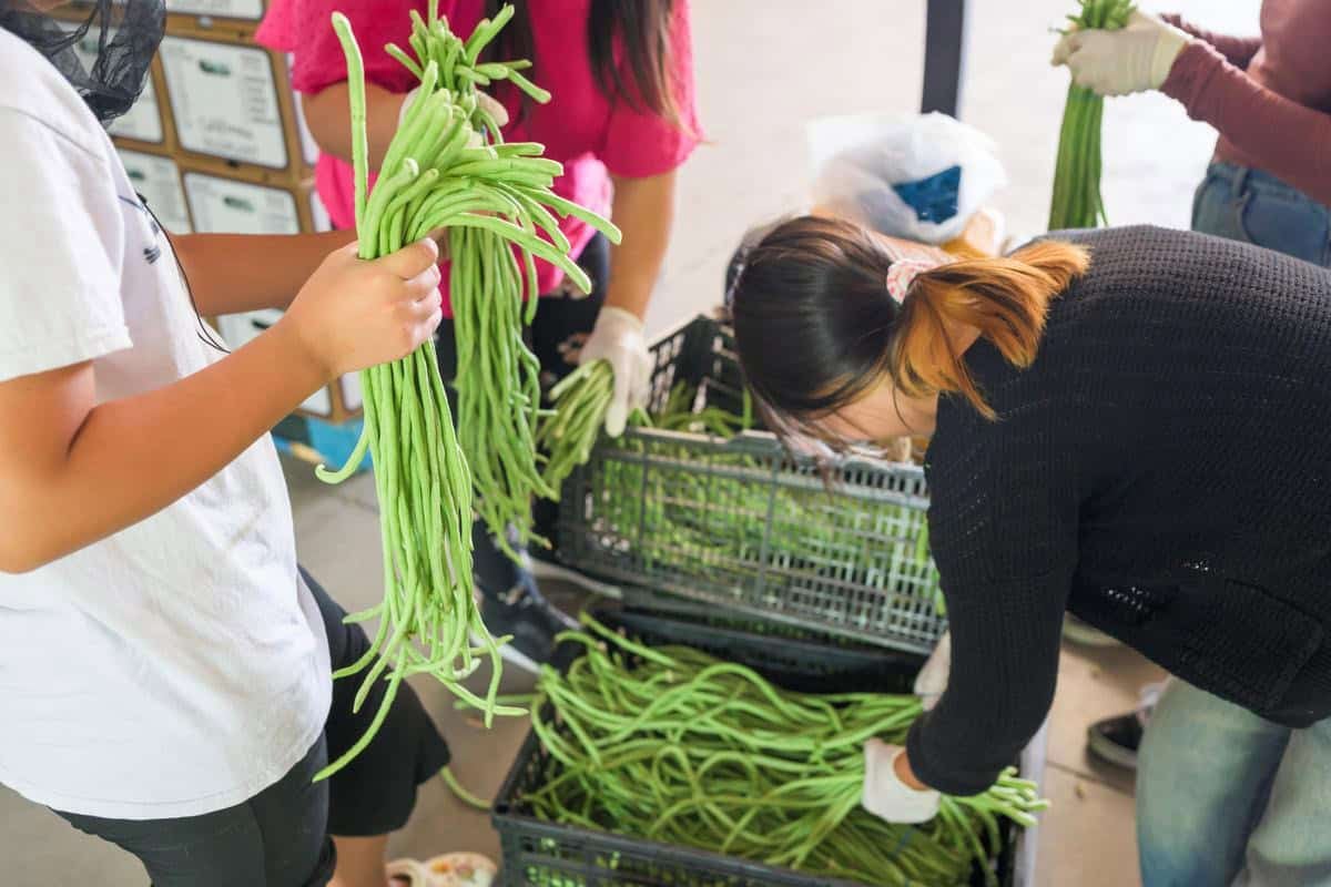 people sorting Chinese long beans