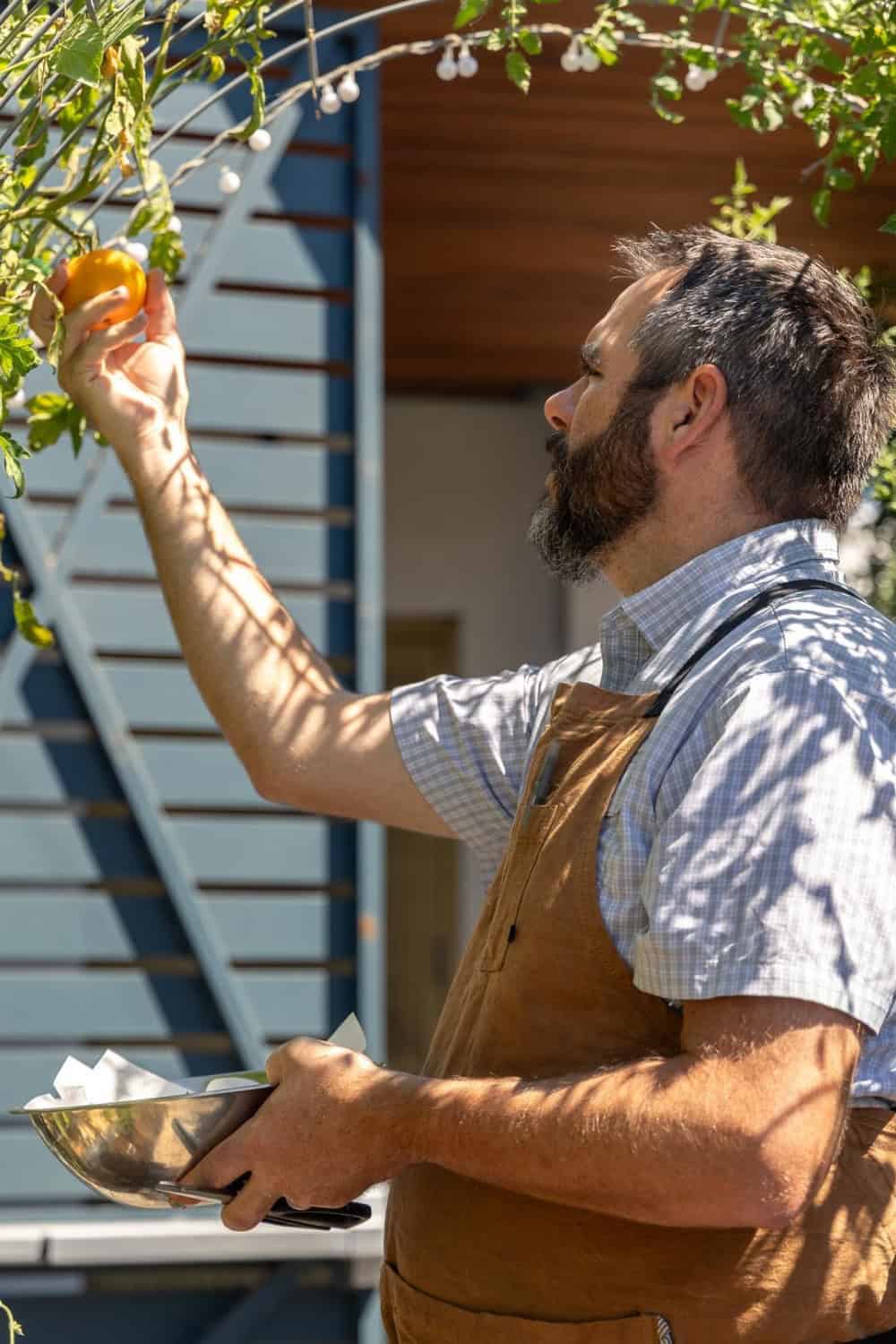 Brad Cecchi picking a tomato from the culinary garden at Canon