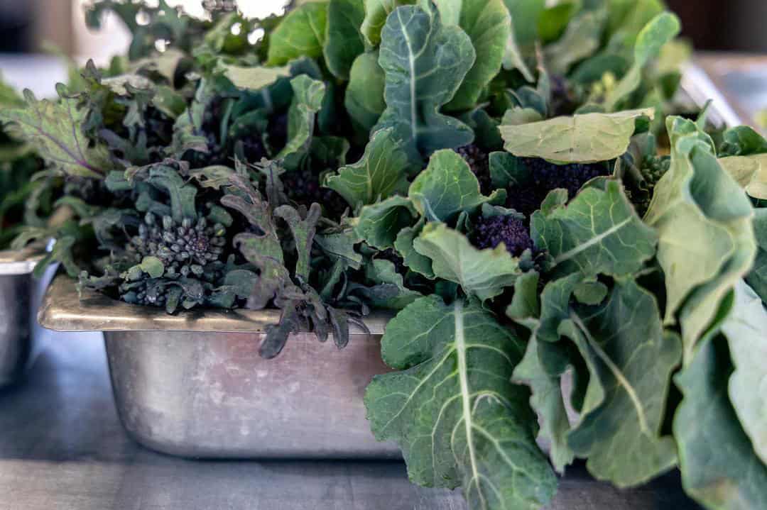 mixed greens at Chino Family Farms
