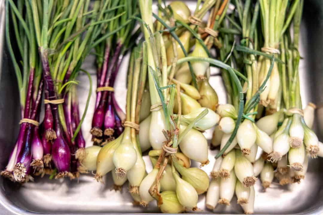 spring onions at Chino Family Farms