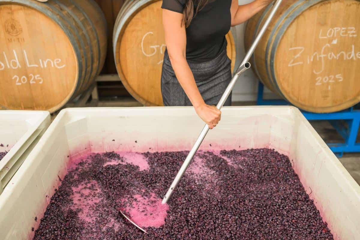woman punching down winegrapes in large conatiner