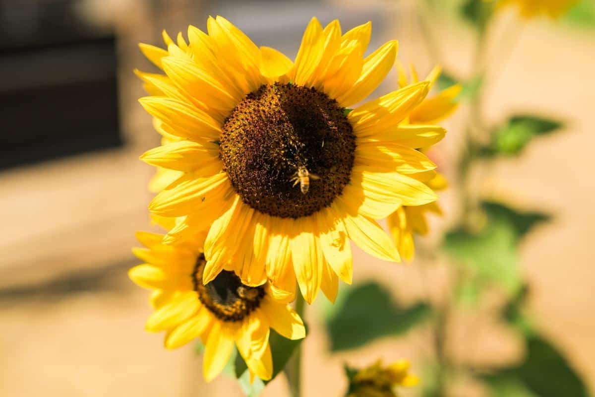 yellow sunflower with bee in it