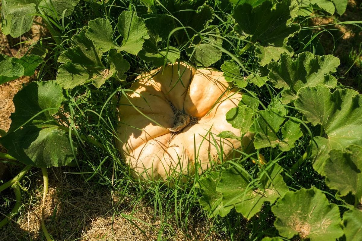 pumpkin nestled in a vine on the ground