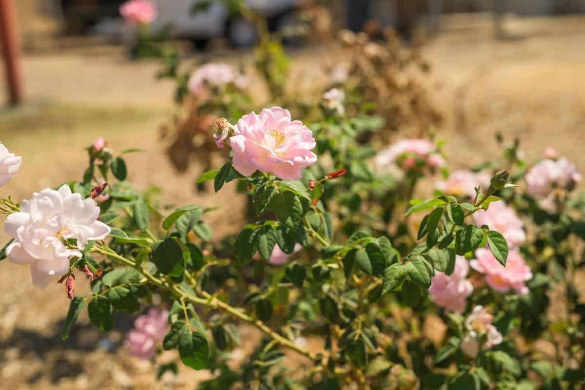 pink roses