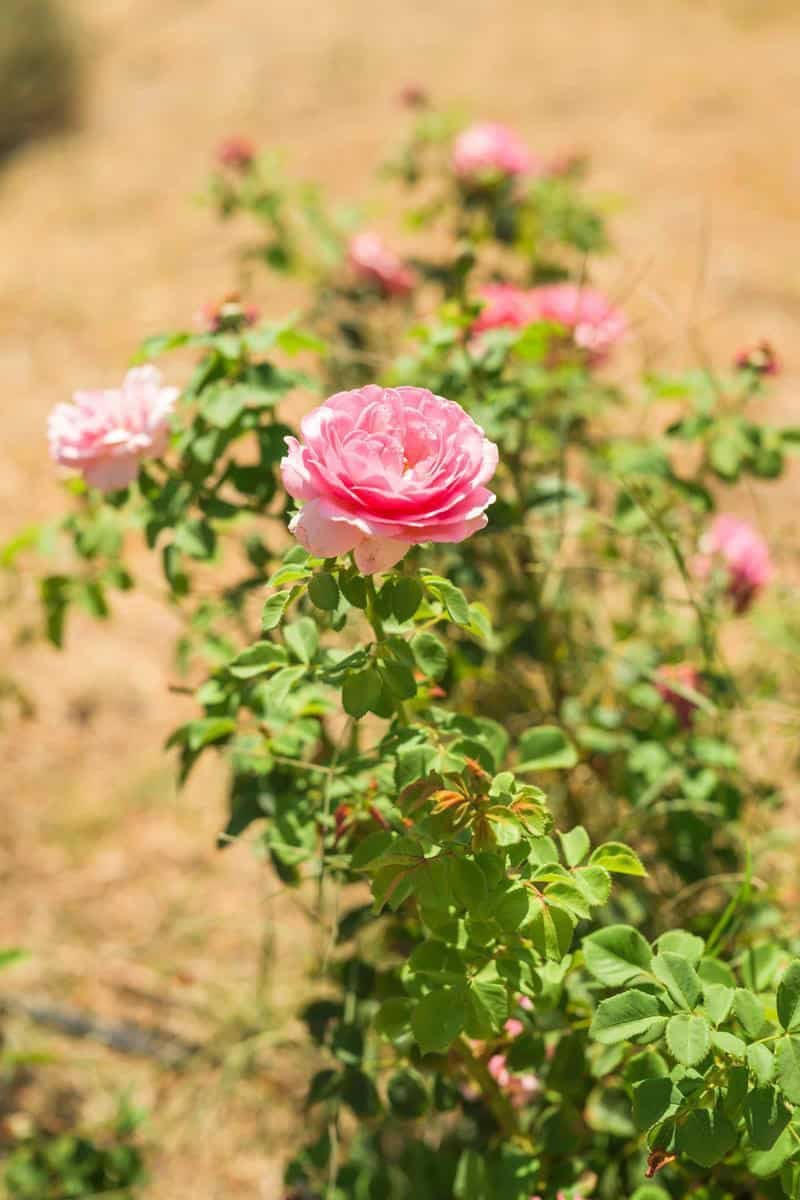 pink roses