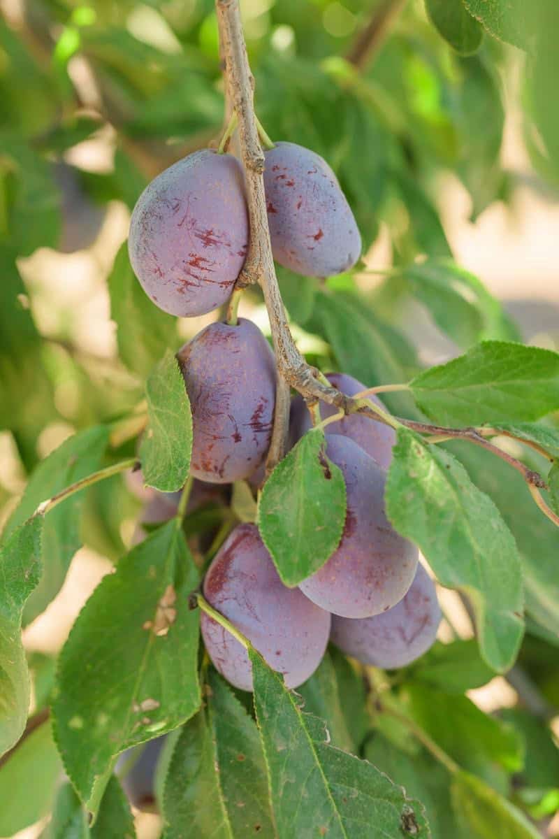 ripe prune plums on a tree branch