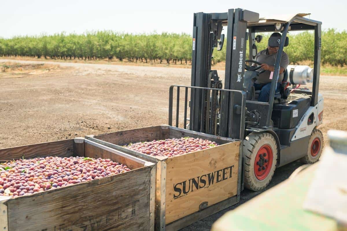forklift with cases of prunes