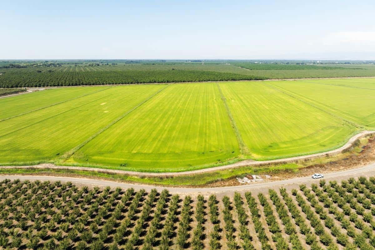 overhead drone image of rice and prune fields